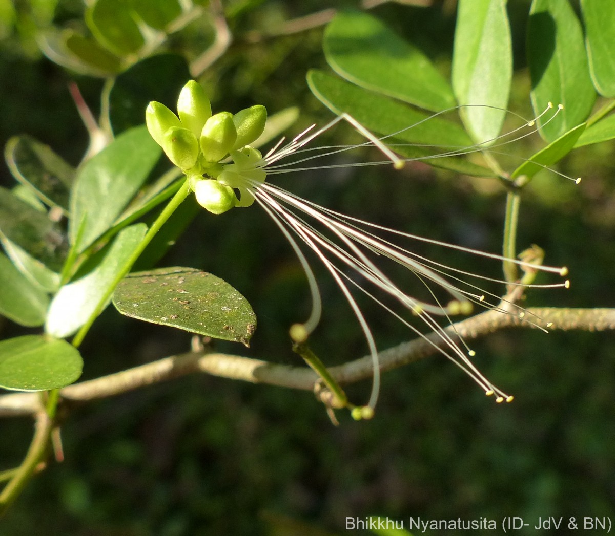 Thailentadopsis nitida (Vahl) G.P.Lewis & Schrire